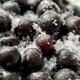 Blackberry berries in the snow. Macro photography. Close-up - PhotoDune Item for Sale