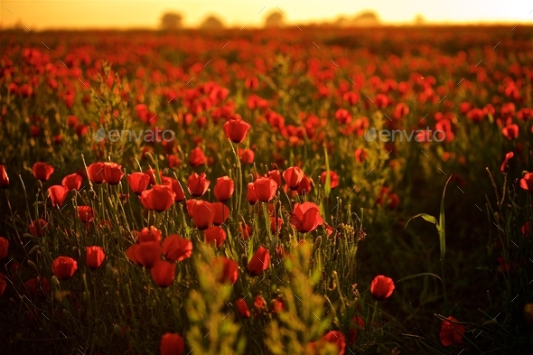 Beautiful field of red poppies in the sunset light. Stock Photo by