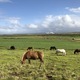 Green lands and horses  - PhotoDune Item for Sale