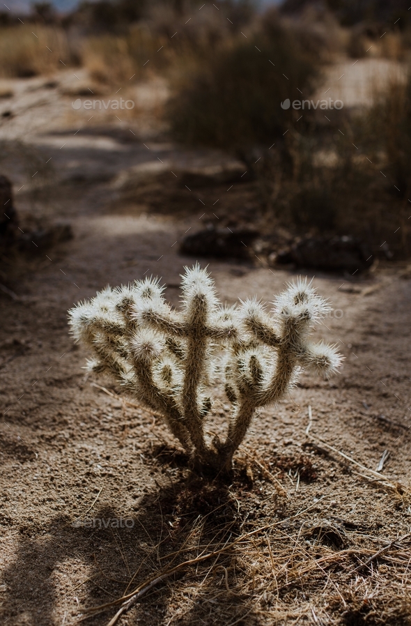Little Backlit Cactus in Joshua Tree, CA - Stock Photo - Images