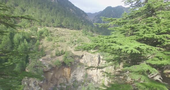 Trees on High Altitude Himalaya Region in India