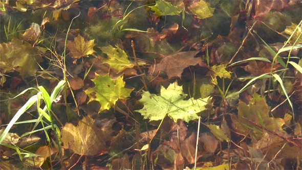 Underwater Maple Leaf  