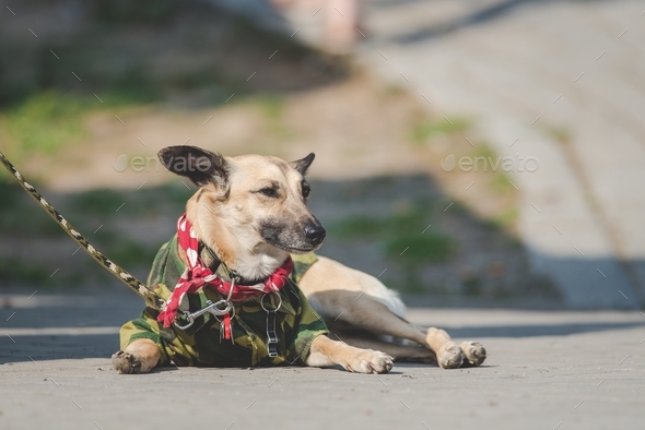Military dog  - Stock Photo - Images