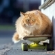 Ginger cat lays on a skateboard on the street in summer day - PhotoDune Item for Sale