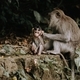 Monkeys in Ubud Monkey Forest, Bali - PhotoDune Item for Sale