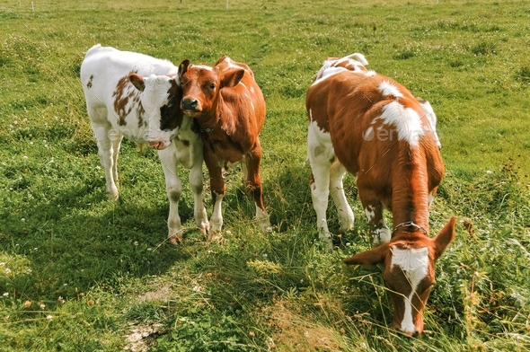 Cute calves eat together in a summer pasture.