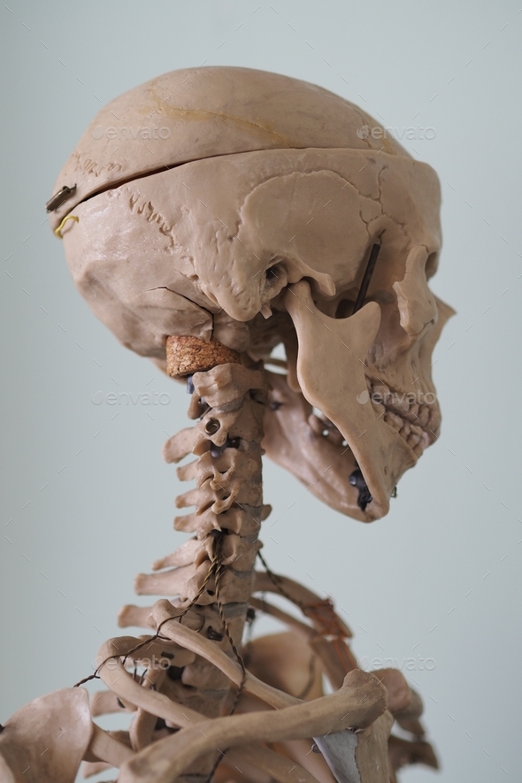 Educational model of the human body skeleton. Human anatomy. The structure of human body, cranium.