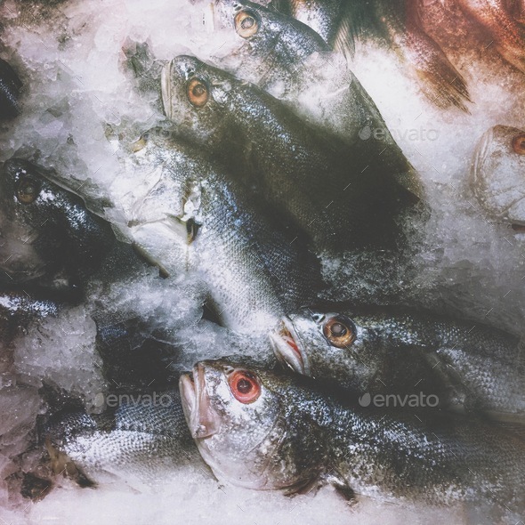 Fish - Stock Photo - Images