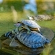 A turtle stands on another turtle in the water - PhotoDune Item for Sale
