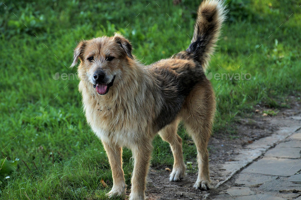 photo of a hairy dog ​​looking at the camera