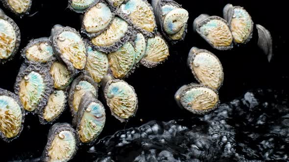 Young abalone hurry back to aerated water in tank; sought-after sealife alt