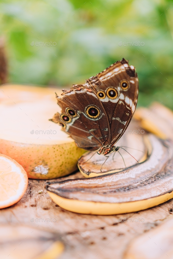 Blue morpho butterfly feeding on rotting fruits banana and mango Stock