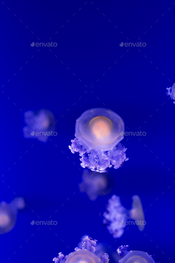 Jellyfish underwater. Blue Color of the year 2020. Sealife animal Stock