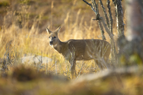One roe deer standing in the forest at fall - Stock Photo - Images