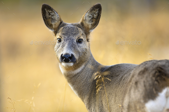 Close-up of one roe deer looking for enemies in the forest at fall - Stock Photo - Images