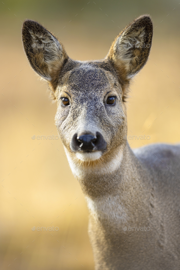 Portrait of one roe deer looking for enemies in the forest at fall - Stock Photo - Images