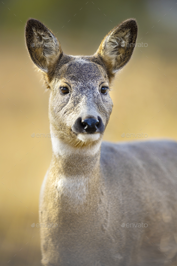 Beautiful roe deer standing in the forest at fall - Stock Photo - Images