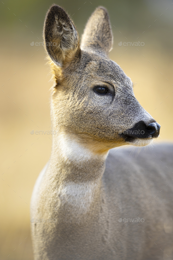 Close portrait of a cute roe deer standing in the forest at fall - Stock Photo - Images