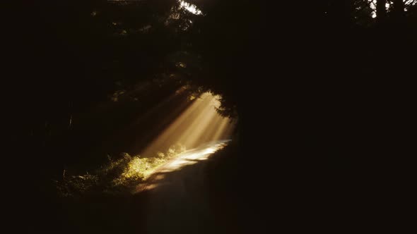Morning Sunrise Rays Shining Through Foggy Pine Forest with Spruce Tree Branches alt
