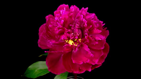 Time Lapse of Opening Beautiful Red Peony Flowers alt