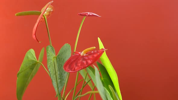 A beautiful growing anthurium flower rotates on a bright orange background. alt