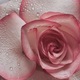 Macro rose  - PhotoDune Item for Sale