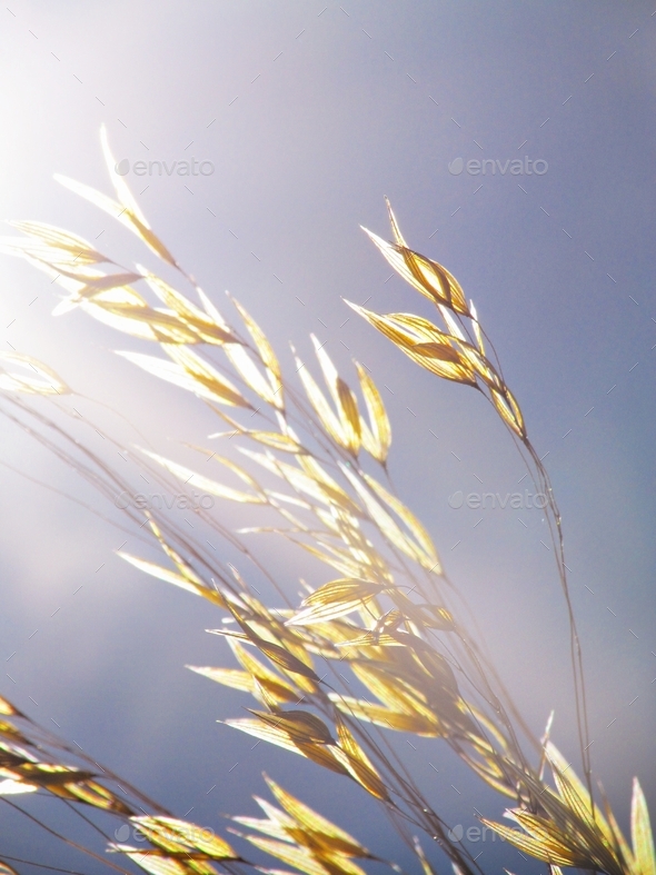 In the breeze - Stock Photo - Images
