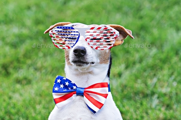 Portrait of proud dog in stars and stripes sunglasses with American flag bow tie on green background
