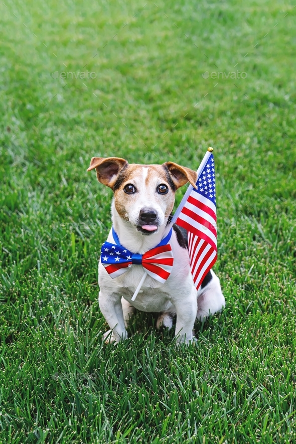 Dog sitting on grass wears American flag bow tie with USA flag on green grass.