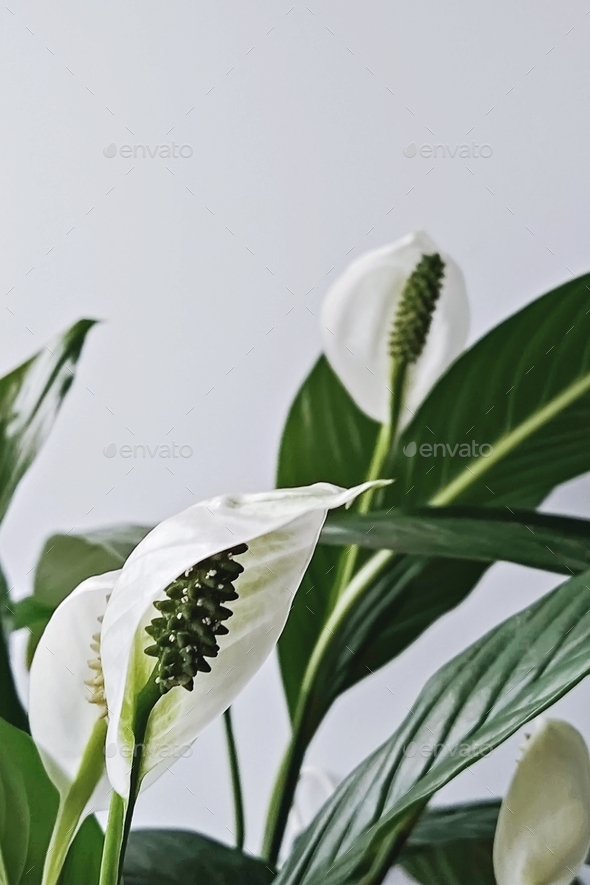 Peace lily flowers fragments on a light background. Inflorescence of