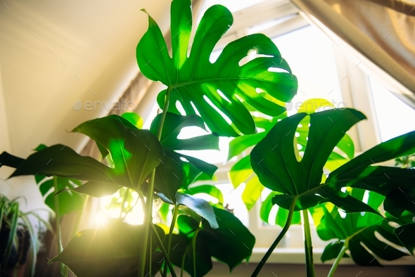 Bottom view monstera plant leaves near the window in sunset light in the room. Home jungle