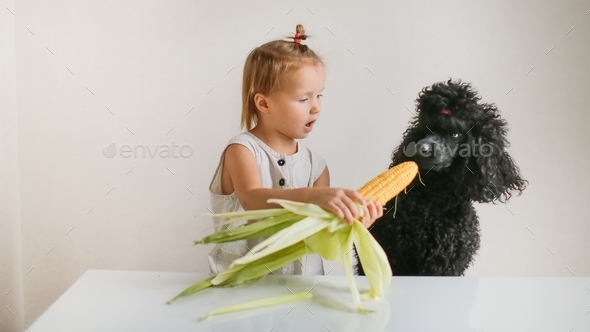 Cute funny kid toddler and dog peel fresh ears of corn, girl feeds corn to the dog.