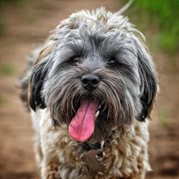 A cute and hairy dog looking straight at the camera with its long tongue lolling and hanging out