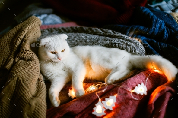 White cat resting among knitted blankets and clothes, cozy photo with autumn mood with garland