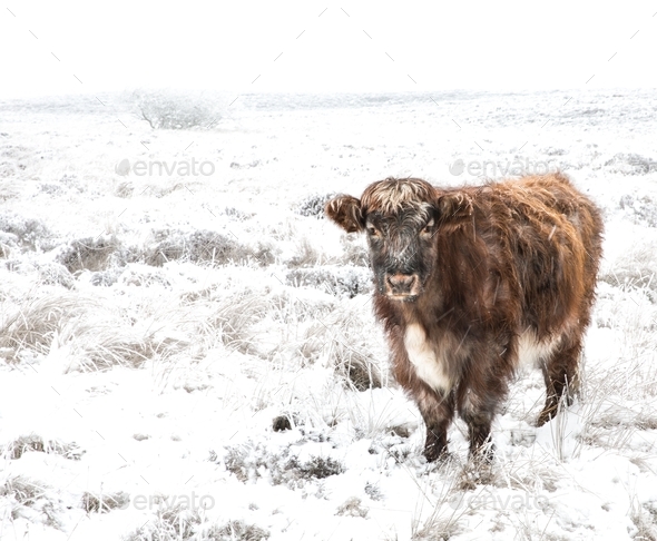 Hardy Highland cattle or cows in a harsh environment of snow covered fields in a remote location