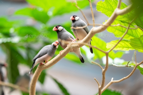 The Java sparrow, Lonchura oryzivora, also known as Java finch, Java rice sparrow or Java rice bird
