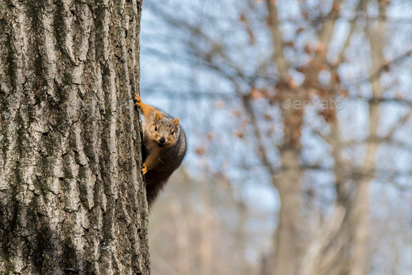 Funny sneaky Squirrel peeking around tree in woods
