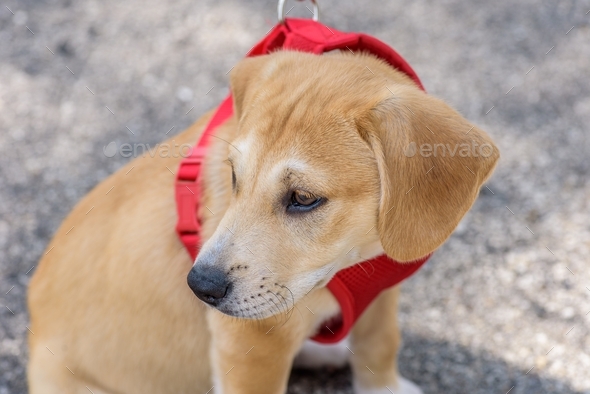 Labrador puppy  - Stock Photo - Images