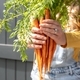 Closeup of Woman holding bunch of organic carrots - PhotoDune Item for Sale