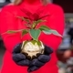 Woman holding poinsettia plant as holiday gift  - PhotoDune Item for Sale