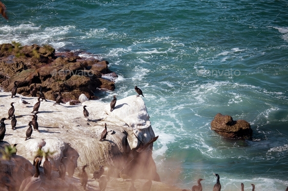 OCean birds resting on the rock - cormorands and pelicans against pacific ocean waves.