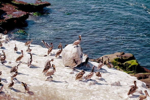 Ocean birds resting on the rock - cormorants aand pelicans against pacific ocean waves.