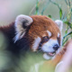A red panda in a tree - PhotoDune Item for Sale