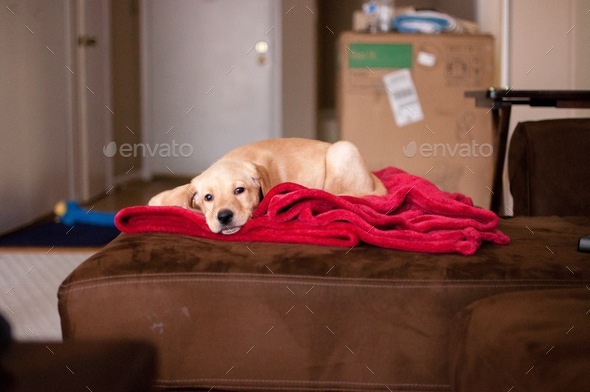 Sleepy puppy laying on red blanket - Stock Photo - Images