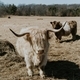 Highland Cows on a Farm in Wautoma, WI - PhotoDune Item for Sale