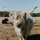 Highland Cow with Big Horns - PhotoDune Item for Sale