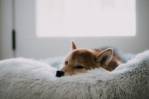 Cute cozy comfy puppy dog shiba laying head down in bed pets at home pet shiba inu doge watching