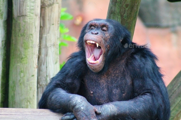 Chimp Yawning - Stock Photo - Images