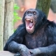 Chimp Yawning - PhotoDune Item for Sale
