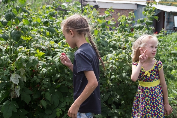 Two Girls Are Standing Near Raspberry Bushes And Enjoy A Sunny Day